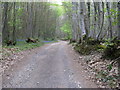 Track through Vining Copse in GU28 9DJ