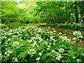 Ramsons in full bloom in SP5 5LU