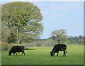 2010 : Cattle in a field off Portway Lane in BA3 4TY