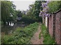Wisteria along the towpath in GU7 1XT