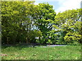 Bluebells and mature trees in CV10 0QG
