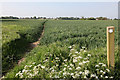 A narrow footpath running through corn field in LS24 9WT