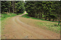 Junction of forest roads in Clashindarroch Forest in AB54 4HP