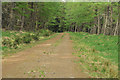 Forest road in Clashindarroch Forest in AB54 4HN