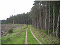 Track in Harwood Dale Forest in YO13 0EA