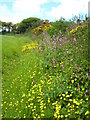 Spring flowers in the hedgerow at Tregarne in TR12 6EW