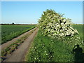 Hawthorn in flower in PE12 9AL