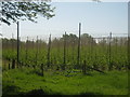 Hop Field near Hopehouse Lane in TN18 5PD