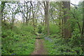 Sussex Border Path, Little Hawks Hill Wood in RH12 3DG