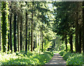 2010 : Track through Southleigh Wood in BA12 7BP