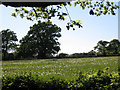 Dandelion clocks in a meadow in CV8 1NT