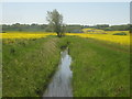 Dyke heading towards the River Rother in TN18 5PJ