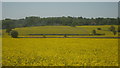Kent and East Sussex Railway in Oil Seed Rape Fields in TN18 5PJ