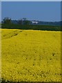 Yellow field, white horse in Wildon Grange