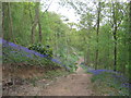 Bridleway in Cotcliffe Wood North Yorkshire in Leake