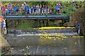 Annual Duck Race, River Leven in TS9 6LD