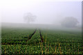 Tracks in the mist - Willoughby Gorse in Burton Pedwardine