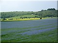 Linseed flax (Linum usitatissimum), near Fovant in SP3 5QJ
