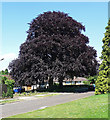 Copper Beech, East Ewell in KT17 3DH