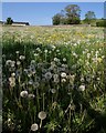Dandelions, Old Ditch in BA5 1HP