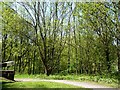 Woodland east of the canal in SK15 3BL