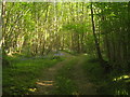 Track into Little Hurst Wood in TN18 5NP