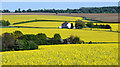 Oilseed Rape fields near Hay Street, Hertfordshire in SG11 2RF
