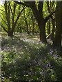 Bluebells in Warren Wood in TN25 4BN