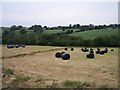 Wrapped Round Bales, Brockhampton Court in HR6 0QP