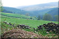 Grazings at Celyngoed in Cynwyd Community