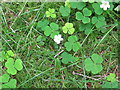 Wood Sorrel (Oxalis acetosella) in PA32 8XG