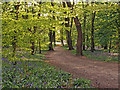 Spring Wood footpath from the car park towards the pond in BB7 9AF