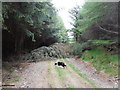 Snow Damage over Forest Track, Caberston Forest in EH44 6NL
