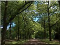 Norfolk Park, Sheffield. The Oak Avenue beyond Granville Road Gates in Sheffield