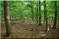 Beech plantation near Poling Corner in BN18 9PS