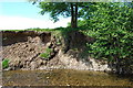 Erosion on Afon Clywedog in Erddig Country Park in LL13 7QW