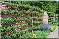 Fruit trees trained on Erddig garden south facing wall in LL13 7QW