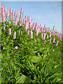 Pink flowers in DD9 6RT