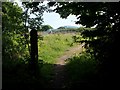 Emerging from the wood in Widdrington Station and Stobswood