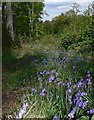 Bluebells in the Out Woods in LE11 3YG