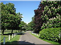 Drive to Wiseton Hall in Spring in Wiseton