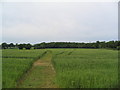 Bridleway through wheat to Addah Wood in Clipsham