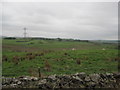 Rough Pasture above Birch Craig in Nether Denton