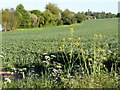 Farmland near Barwick Road in SG11 1EF