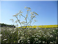 Cow Parsley near Dowsetts Farm, near Barwick Road in SG11 1EF