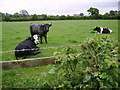Cows Near Ulverston in LA12 7NN