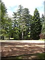Mature trees in Tor-na-Coile car park in AB31 4BQ