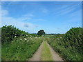 View west to Riseborough from Broadrum Lane in YO18 8FA