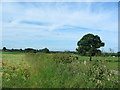 View toward the Howardian Hills from Broadrum Lane in YO18 8FA