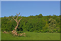 Dead tree in Gatton Park in RH2 0TR